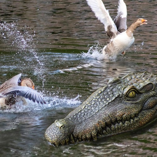 Floating alligator head - alligator,