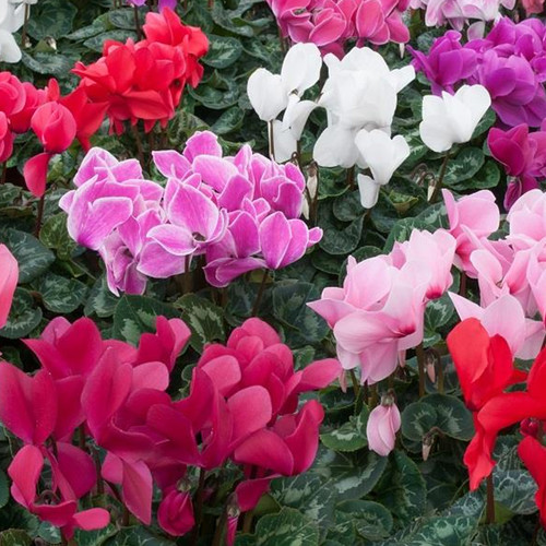 Cyclamen garden plants - garden,