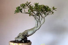 Adenium obesum arabicum - x,
