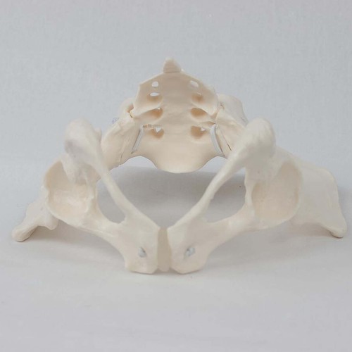 Female pelvis model - female,