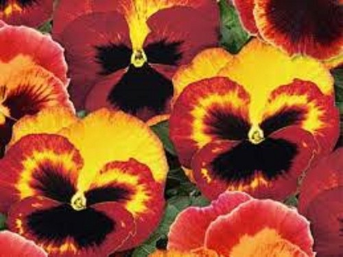 Winter flowering pansy - 40,