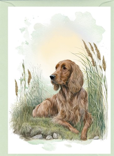 Irish red setter - irish,