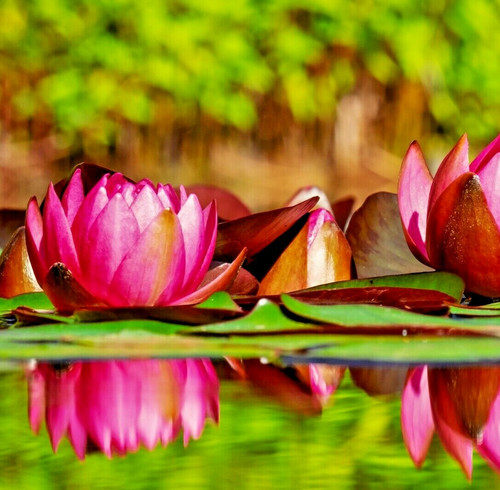 Aquatic pond soil - aquatic,