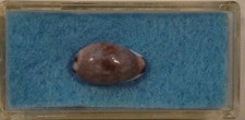 Cypraea fimbriata unifasciata - cypraea,