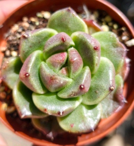 Echeveria black rose monstrous - black,