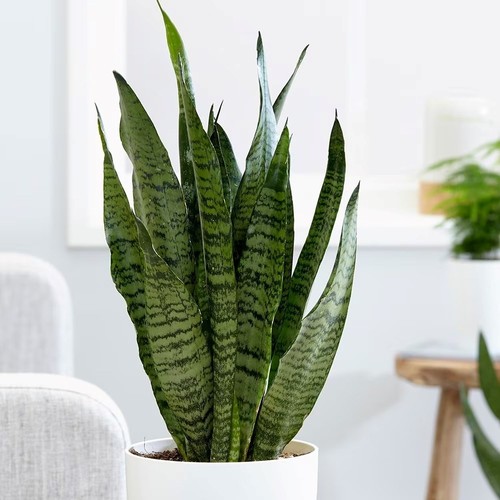 50cm sansevieria fan snake - sansevieria,