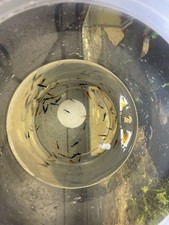 Live freshwater neo shrimp - live,