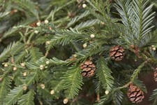 Sequoia sempervirens coast - sempervirens, (coast