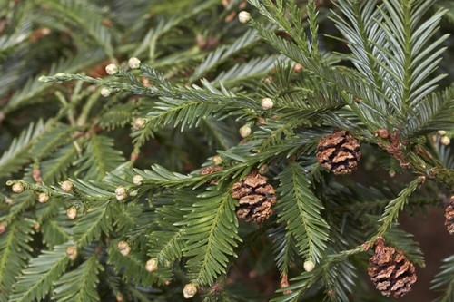 Sequoia sempervirens coast - sequoia, (coast