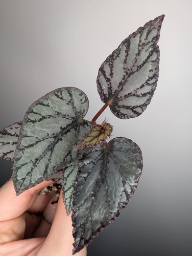 Begonia rex jolly silver - begonia,