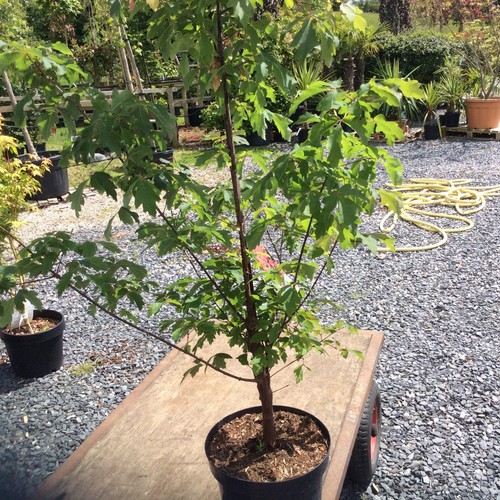 Acer griseum multi - griseum, multi-stemmed