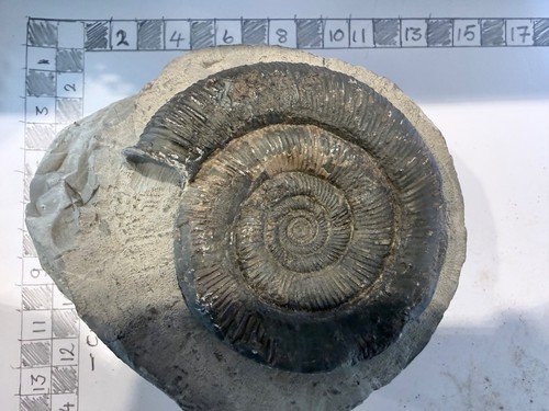 Fossil ammonites large - ammonites,