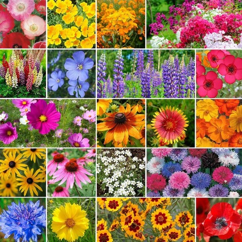 10x perennial flowering plug - 10x,