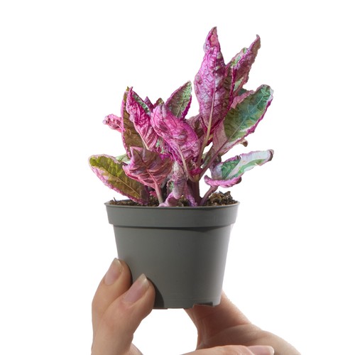 Baby purple waffle - waffle, plant