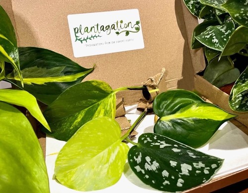 Golden pothos neon - golden, pothos,