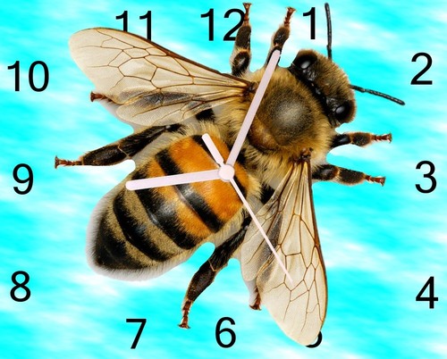 Bee wall hanging clock - clock,, apiary