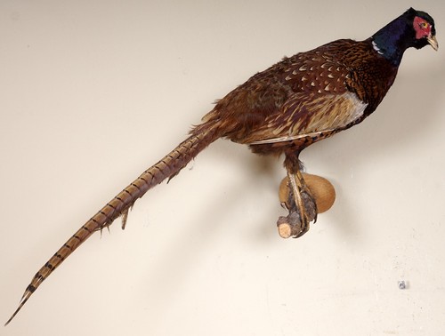 Beautiful hunting pheasant - beautiful,