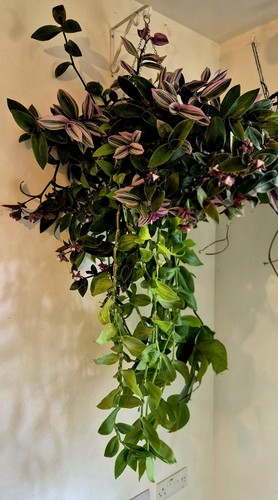 Extra large trailing