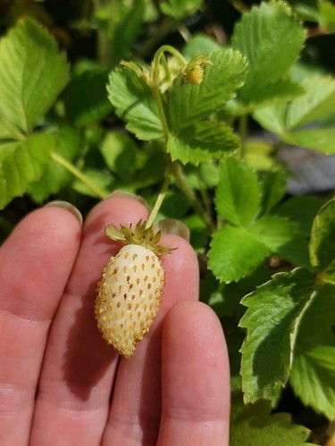 White alpine strawberry - white,