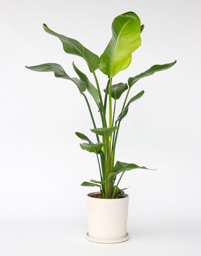 Strelitzia nicolai large - strelitzia,