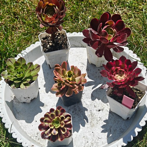 Plants variegated aeonium - plants,
