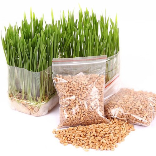 500g organic wheatgrass seeds - organic,