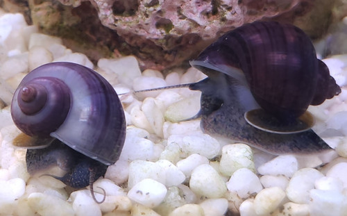 Purple mystery snails - purple,