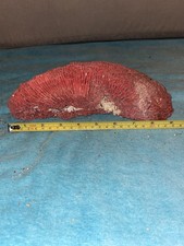 RB5 Red 9" Dead Pipe Coral