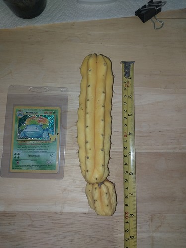 Full bananna variegated cereus - full,