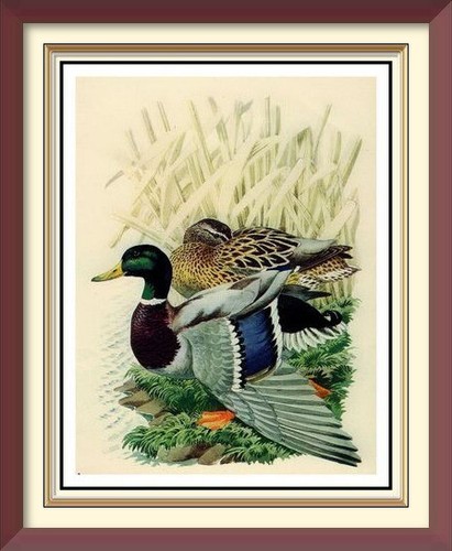 Old vintage lithograph - vintage,