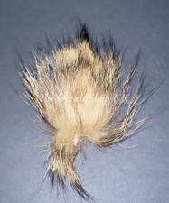 Jackal HORN Talisman Wicca Pagan Charm Witch Black Magical Voodoo Giddar Singhi