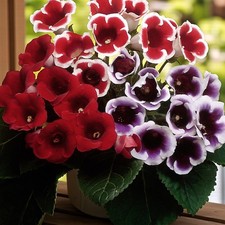 Gloxinia Summer Flowering