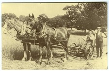 1970s Reproduction Postcard Early 1900's Horse Drawn Plough Merionethshire Unp