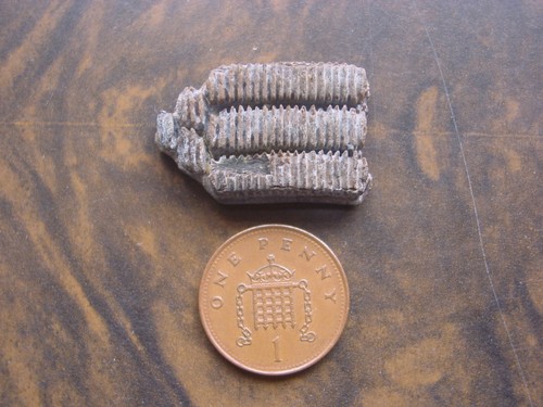 Rare bartonian eocene - rare,