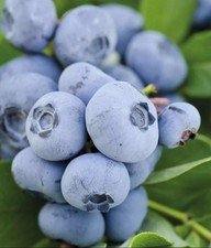 2 x Blueberry Plants  'Chandler' - Vaccinium Bushes in 9cm Pots - High Yielding