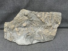 Rare Fossil Crinoid Specimen