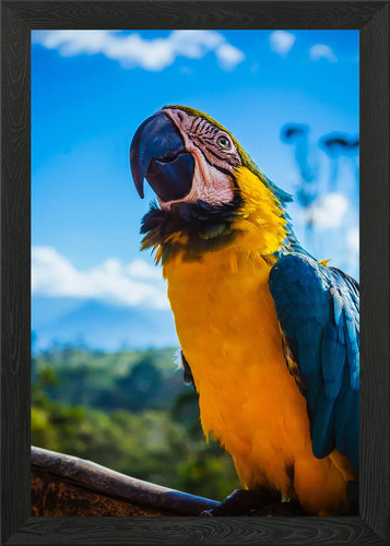 Blue parrot papagei framed - blue,