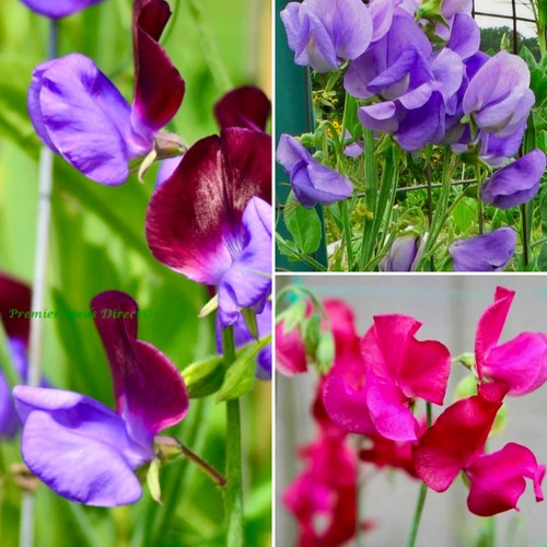 Free postage sweet pea - free,
