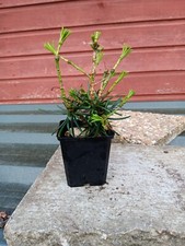 Sciadopitys verticillata in 9cm pot Japanese Umbrella Pine