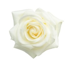 Queen elizabeth celebration - queen,