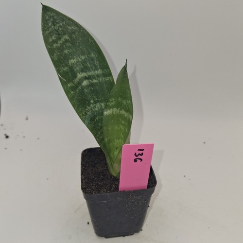 Sansevieria trifasciata snake - sansevieria,