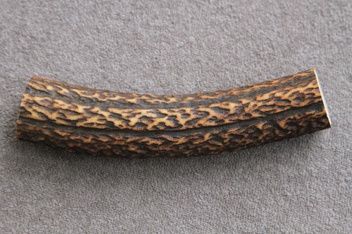Real red deer antler section - deer,