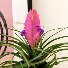 Tillandsia Cyanea Bromeliad Indoor Plant in 9cm Pot - Pink Quill Houseplant