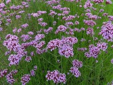 Pack x6 Verbena 'Bonariensis' Perennial Flowering Hardy Plug Plants