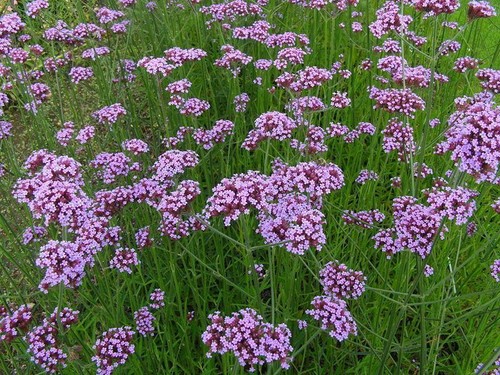 Pack verbena bonariensis - pack, 'bonariensis'