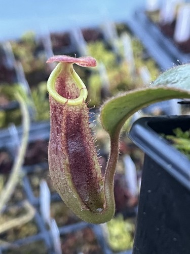 Nepenthes tropical pitcher - -,