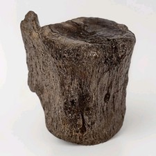 Large Well Defined Dinosaur Vertebrae Likely Plesiosaur From Whitby