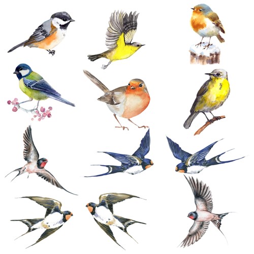 Sets bird window - sets,