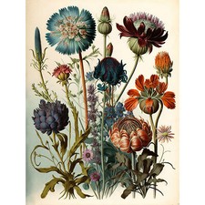 Vintage Botanical Illustration