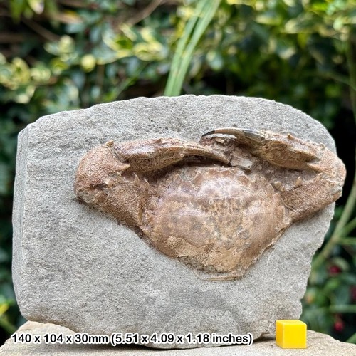 Charybdis complete fossil - , crab